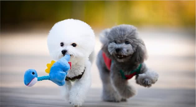 比熊犬出现这5种行为，说明它“爱上”你了
