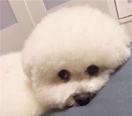 比熊犬出现这5种行为，说明它“爱上”你了