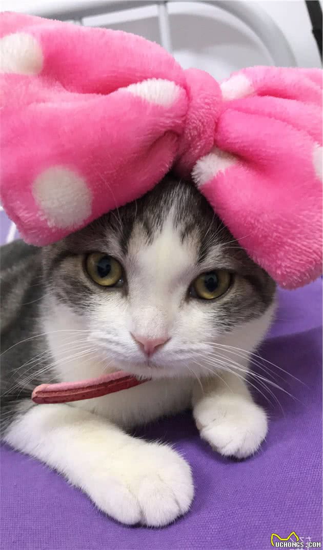 如何挑选一只宠物猫，铲屎官亲身经历，帮你避开那些坑！（一）