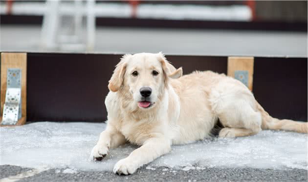 行业人建议：想养宠物犬，劝你选择这10种寿命长的狗狗
