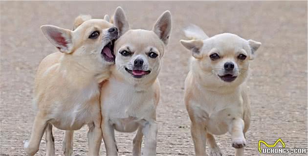 行业人建议：想养宠物犬，劝你选择这10种寿命长的狗狗