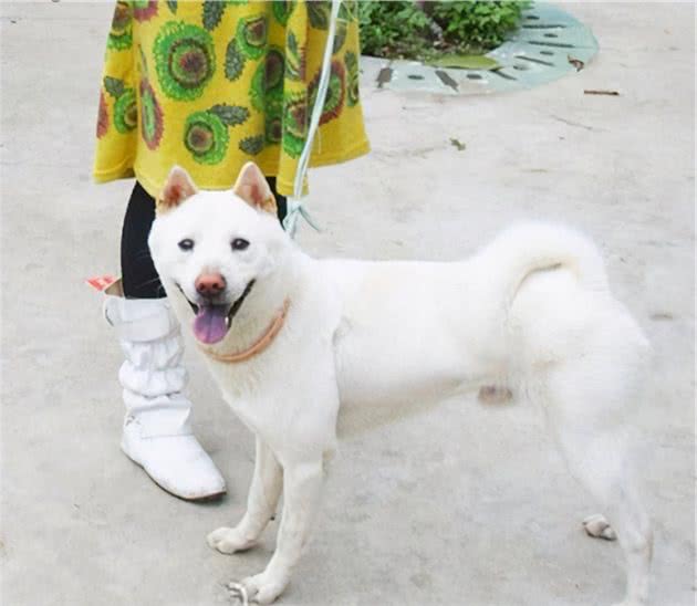 行业人建议：想养宠物犬，劝你选择这10种寿命长的狗狗