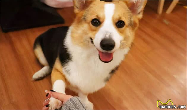 行业人建议：想养宠物犬，劝你选择这10种寿命长的狗狗