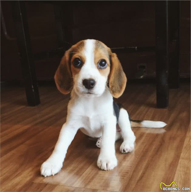行业人建议：想养宠物犬，劝你选择这10种寿命长的狗狗