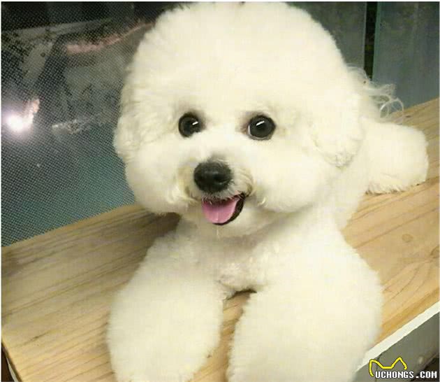 行业人建议：想养宠物犬，劝你选择这10种寿命长的狗狗