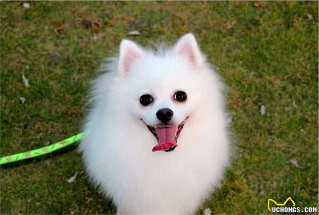 行业人建议：想养宠物犬，劝你选择这10种寿命长的狗狗