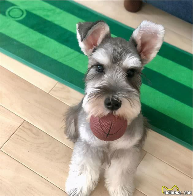 行业人建议：想养宠物犬，劝你选择这10种寿命长的狗狗