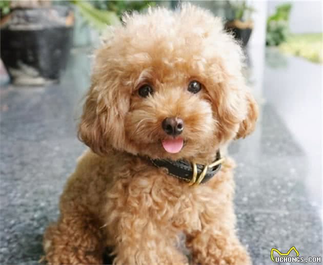 行业人建议：想养宠物犬，劝你选择这10种寿命长的狗狗
