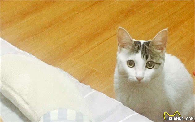 辟谣，猫咪晚上偷闻主人并非是饥饿，主要因素是因猫咪的时间观念