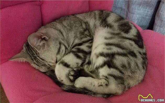 辟谣，猫咪晚上偷闻主人并非是饥饿，主要因素是因猫咪的时间观念