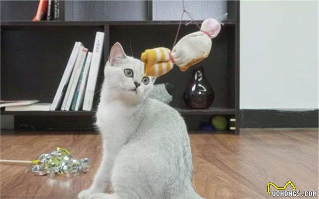 辟谣，猫咪晚上偷闻主人并非是饥饿，主要因素是因猫咪的时间观念