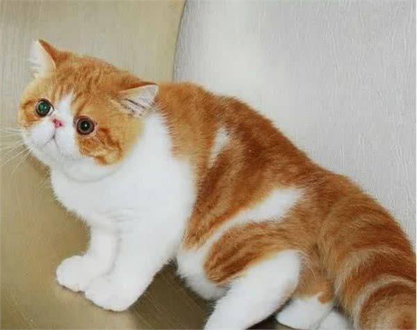 本名不火，外号火的加菲猫，其实人家叫“异国短毛猫”的啦