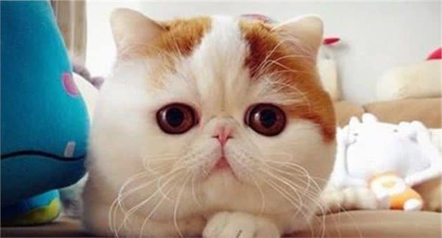 本名不火，外号火的加菲猫，其实人家叫“异国短毛猫”的啦