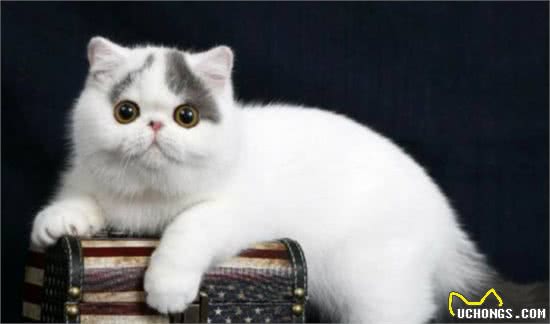 本名不火，外号火的加菲猫，其实人家叫“异国短毛猫”的啦