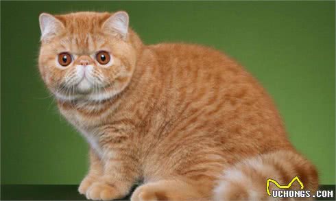 本名不火，外号火的加菲猫，其实人家叫“异国短毛猫”的啦