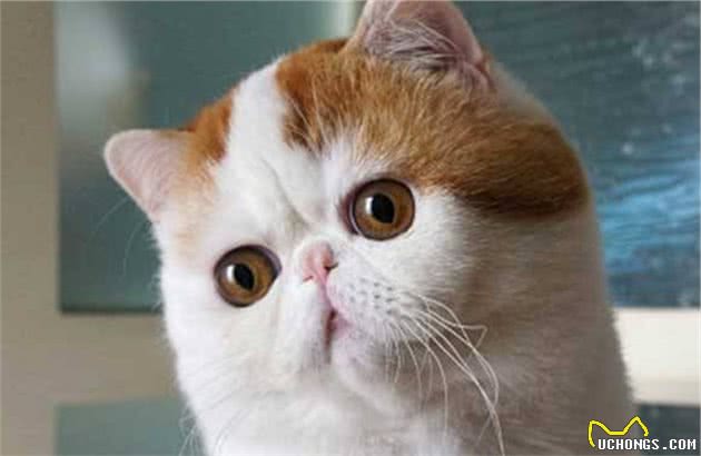 本名不火，外号火的加菲猫，其实人家叫“异国短毛猫”的啦