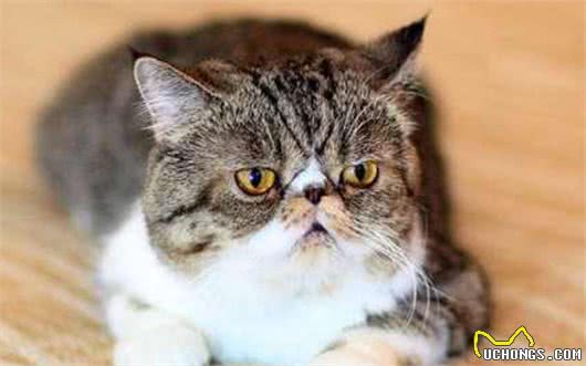 本名不火，外号火的加菲猫，其实人家叫“异国短毛猫”的啦