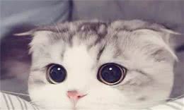 最可爱的8个品种的猫咪
