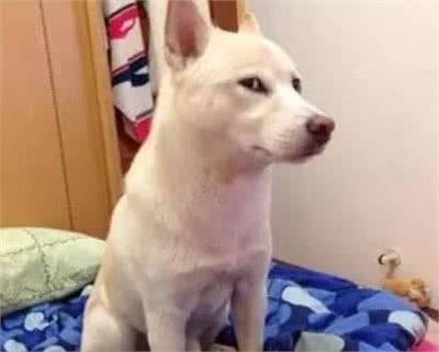 狗狗这几种反应，都说明它“吃醋了”