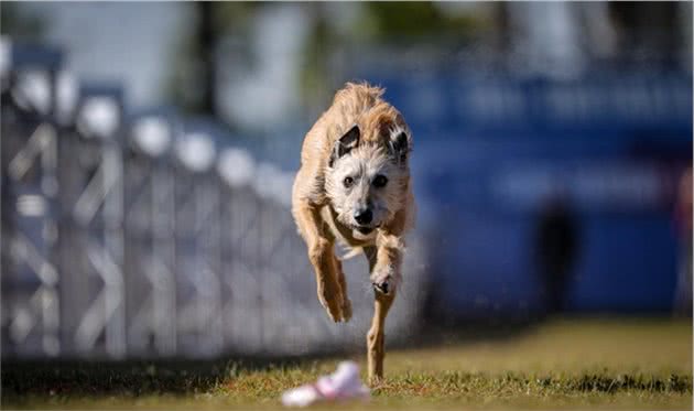 搜救犬菲伦，美国最快的狗