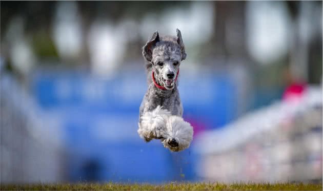 搜救犬菲伦，美国最快的狗
