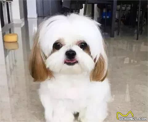 中国本土犬大盘点，西施犬名字很中国风，藏獒从神探跌落