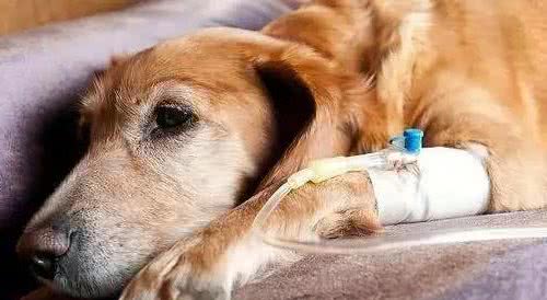 狗狗肾衰竭临死前的症状有哪些