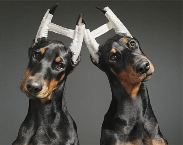 中大型犬为什么裁耳剪尾