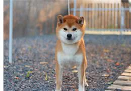 柴犬嘴尖好还是嘴短好，黑嘴与净脸如何选择？