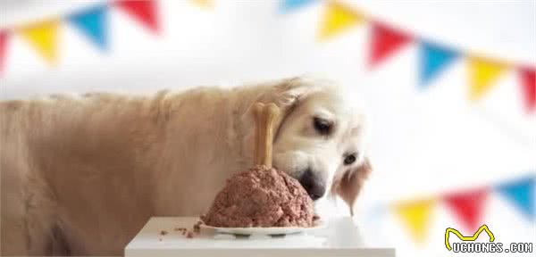 辟谣：狗狗吃生食能避免营养不良？错了，吃太多生食会适得其反