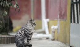什么？狸猫根本不是猫，而是一只胖狗？