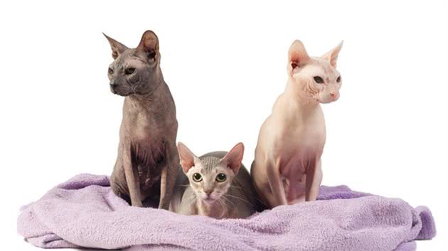 12星座的专属宠物猫，快来带走专属于你的小可爱吧