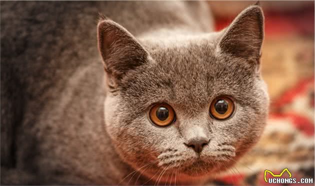 12星座的专属宠物猫，快来带走专属于你的小可爱吧
