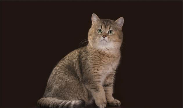 12星座的专属宠物猫，快来带走专属于你的小可爱吧