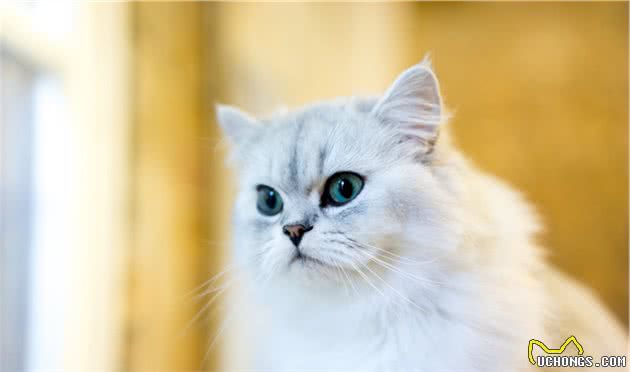 12星座的专属宠物猫，快来带走专属于你的小可爱吧