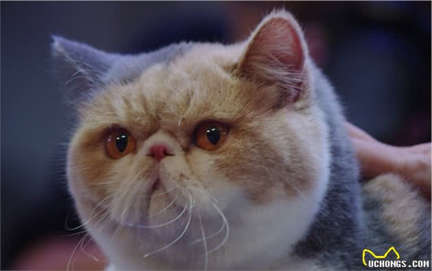 12星座的专属宠物猫，快来带走专属于你的小可爱吧