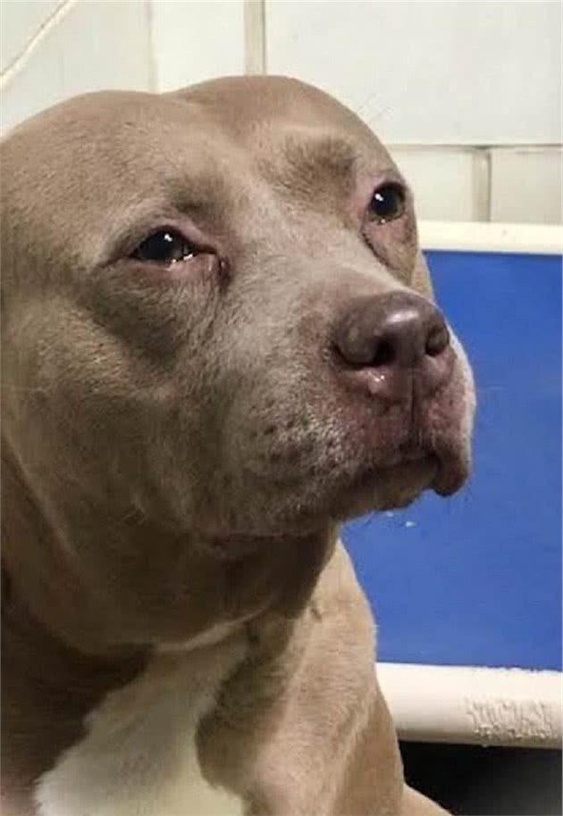 7岁比特犬目含泪光望着主人的背影，狗主人：不能生，不要了