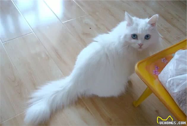 古老又高贵的猫中贵族一一安哥拉猫