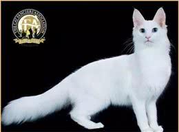 古老又高贵的猫中贵族一一安哥拉猫