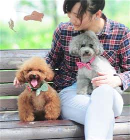 拥有这5个特征的泰迪犬，一般都是比较健康，寿命更加长