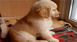 如果你打算养狗，为了它的成长，需要做好这5件事