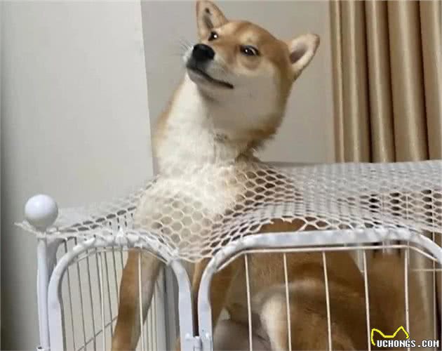 家养的狗走丢之后，在野外可以存活吗？