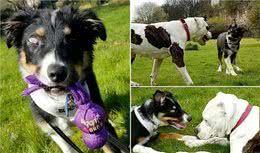 英国边牧犬失明，牛头犬来给其当导盲犬，俩狗形影不离场面太有爱