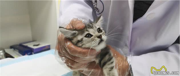 同一窝猫中，如何挑到最好的那只？老祖宗告诉你方法
