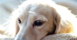 什么是犬传染性肝炎？有多可怕，可以和犬瘟、细小相对比了