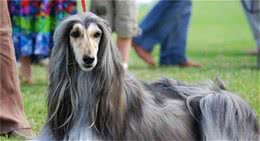 细数“最笨”的6种狗，训犬师：最怕遇到，真的很难训