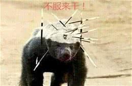 社会平头哥大战凶猛的比特犬，到底谁更强悍？