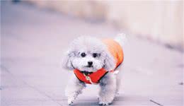 宠物狗对主人发出的“汪汪”和“呜呜”声，分别表达什么意思呢？