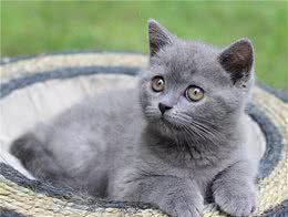 英短蓝猫太瘦了怎么增肥？