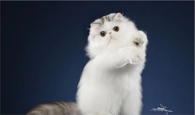 傻傻的见到长毛猫就以为是波斯猫？带你认识一下真正的高贵波斯